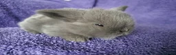 Mini Lop rabbits for sale: Baby mini lop rabbits for sale  - Advert 17