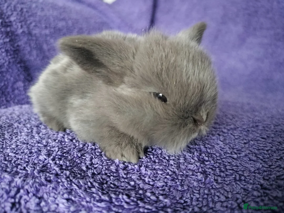 Mini Lop rabbits for sale: Baby mini lop rabbits for sale  - Advert 17