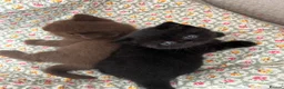 British Shorthair cats for sale: 🐾 Beautiful TICA Registered BSH Kittens - Advert 6