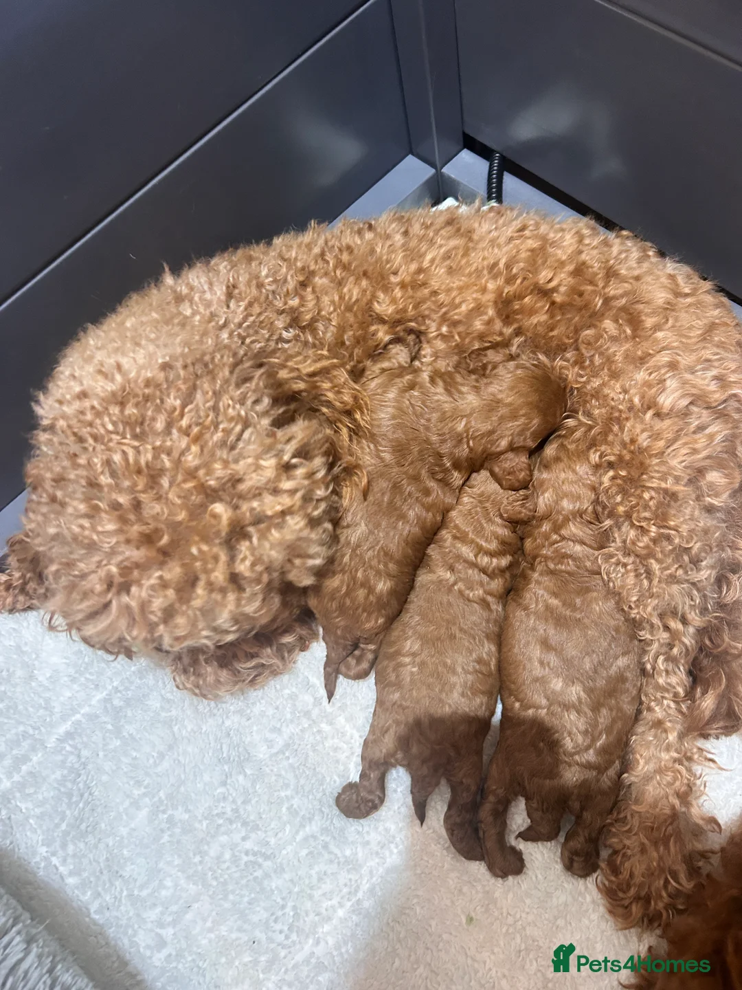 Cockapoo dogs for sale: Red f2b Cockapoo Pups  - Advert 11