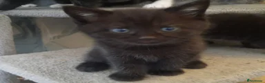 Mixed Breed Kitten 1