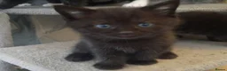 Mixed Breed cats for sale: Three loving and playful kittens needing homes - Advert 12