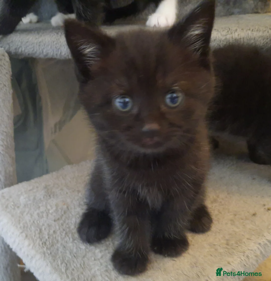 Mixed Breed cats for sale: Three loving and playful kittens needing homes - Advert 12