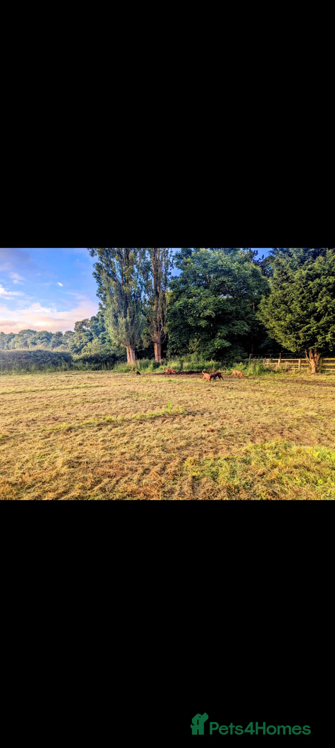 Labrador Retriever dogs for sale: Fully Health Tested/RKC Labrador Pups - Ready May - Advert 8