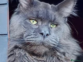 Maine Coon cats Kittens on the way! - Advert 14