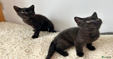 British Shorthair cats - Advert 13