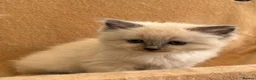 Ragdoll cats for sale: GCCF registered Ragdol kittens  - Advert 8