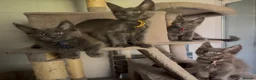 Maine Coon cats for sale: Stunning GCCF Russian Blue Maine Coons - Advert 14