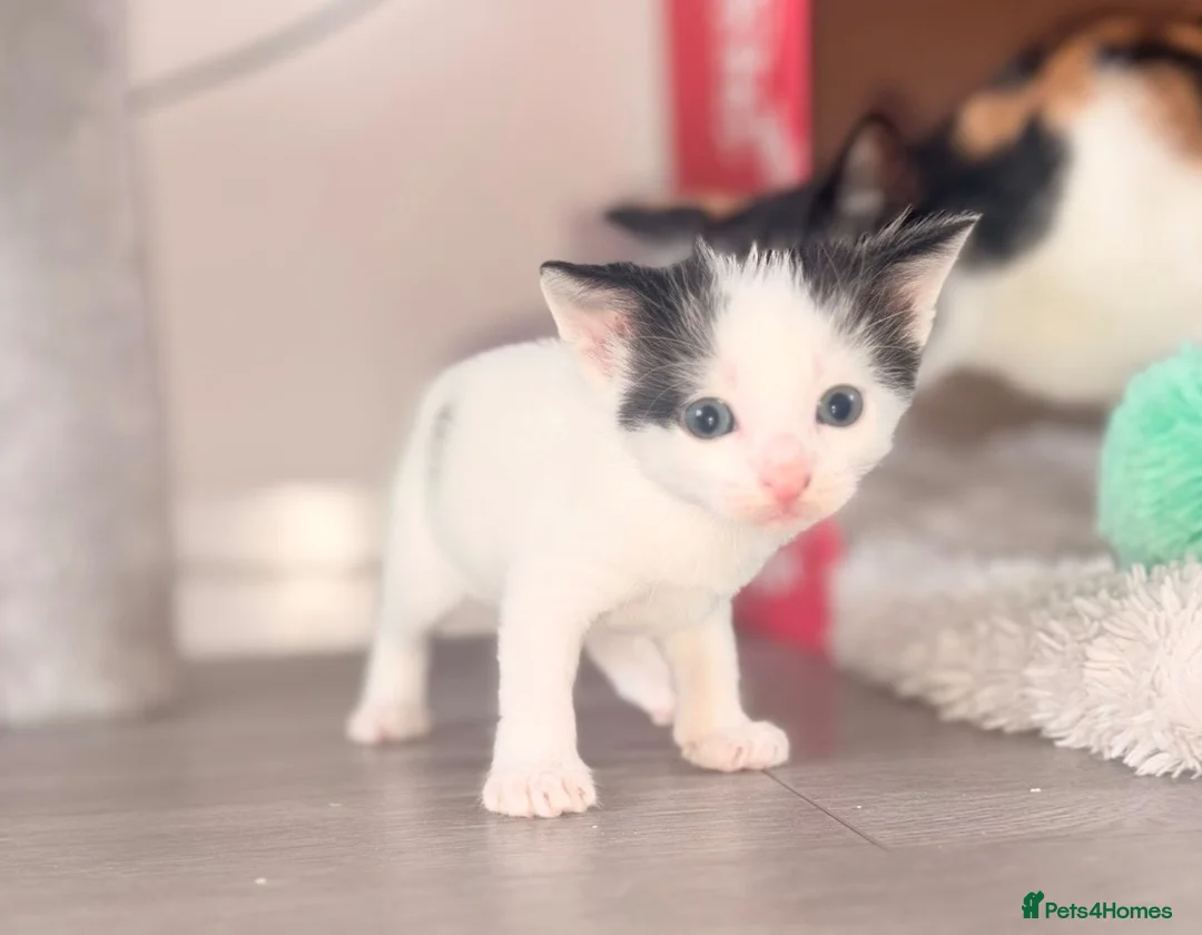 Mixed Breed cats for sale: 3 x Kittens for Sale  - Advert 2