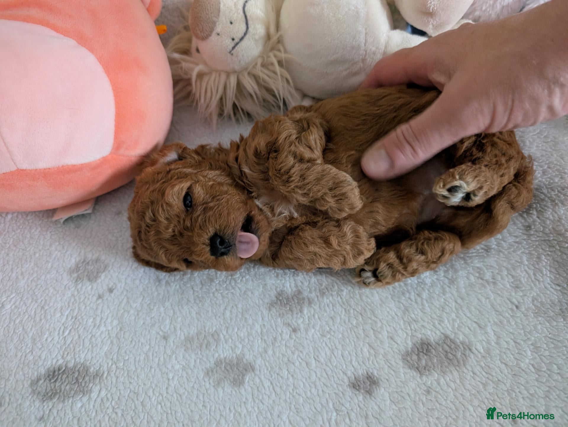 Cavapoo dogs F1B Deep Fox Red Toy DNA Clear Puppies  - Advert 2