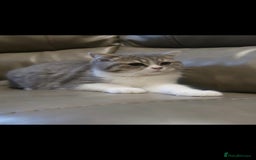 British Shorthair cats for sale: Purebred blue/White British Shorthair Kittens - Image 2