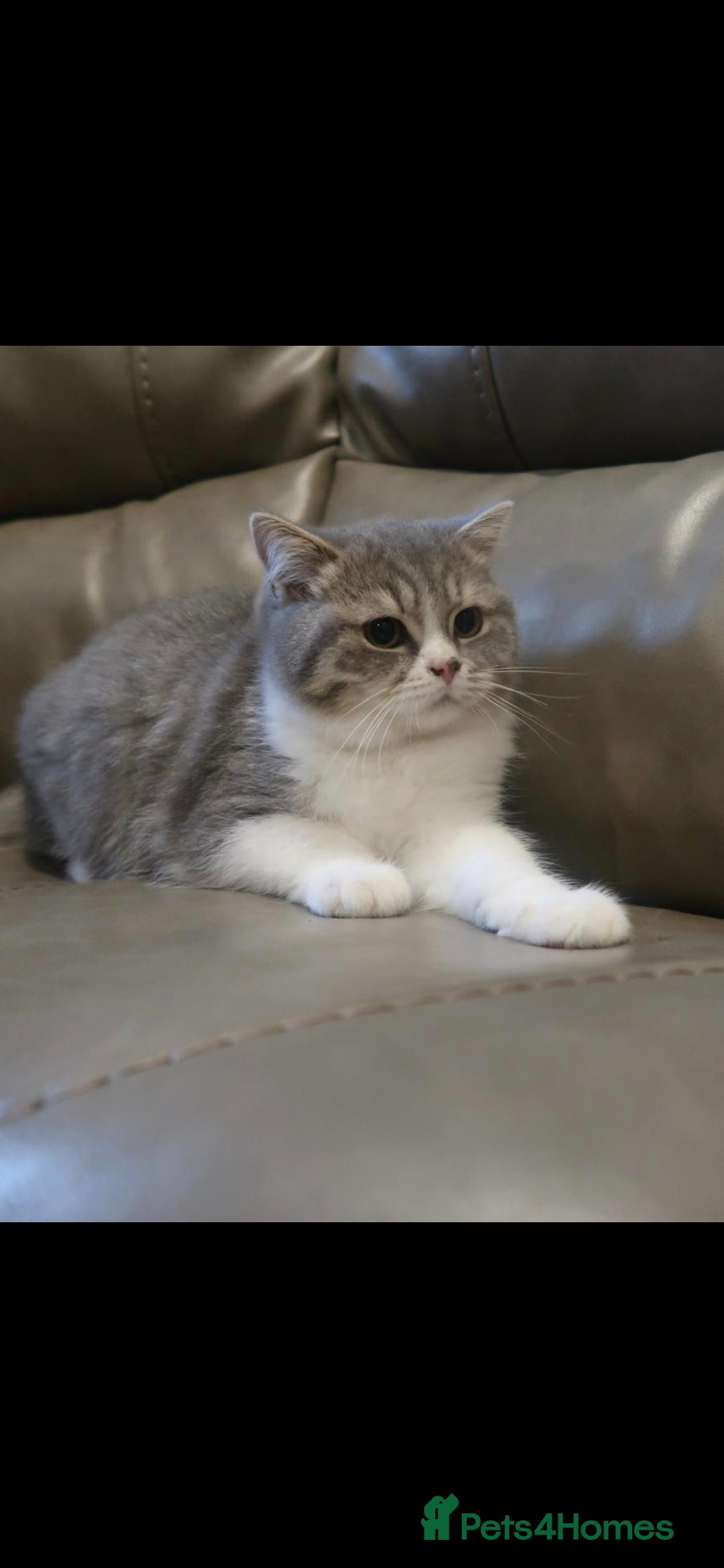 British Shorthair cats for sale: Purebred blue/White British Shorthair Kittens - Image 2
