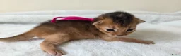 Abyssinian cats for sale: ⚜️Beautiful Abyssinian Kittens🏆 - Advert 6