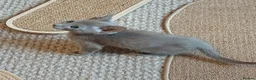 Oriental cats for sale: Fawn oriental kitten  - Advert 3