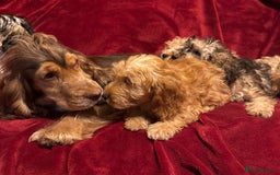 Cockapoo dogs for sale: 🐶 F1 Cockerpoo Puppies 🐶 - Image 6