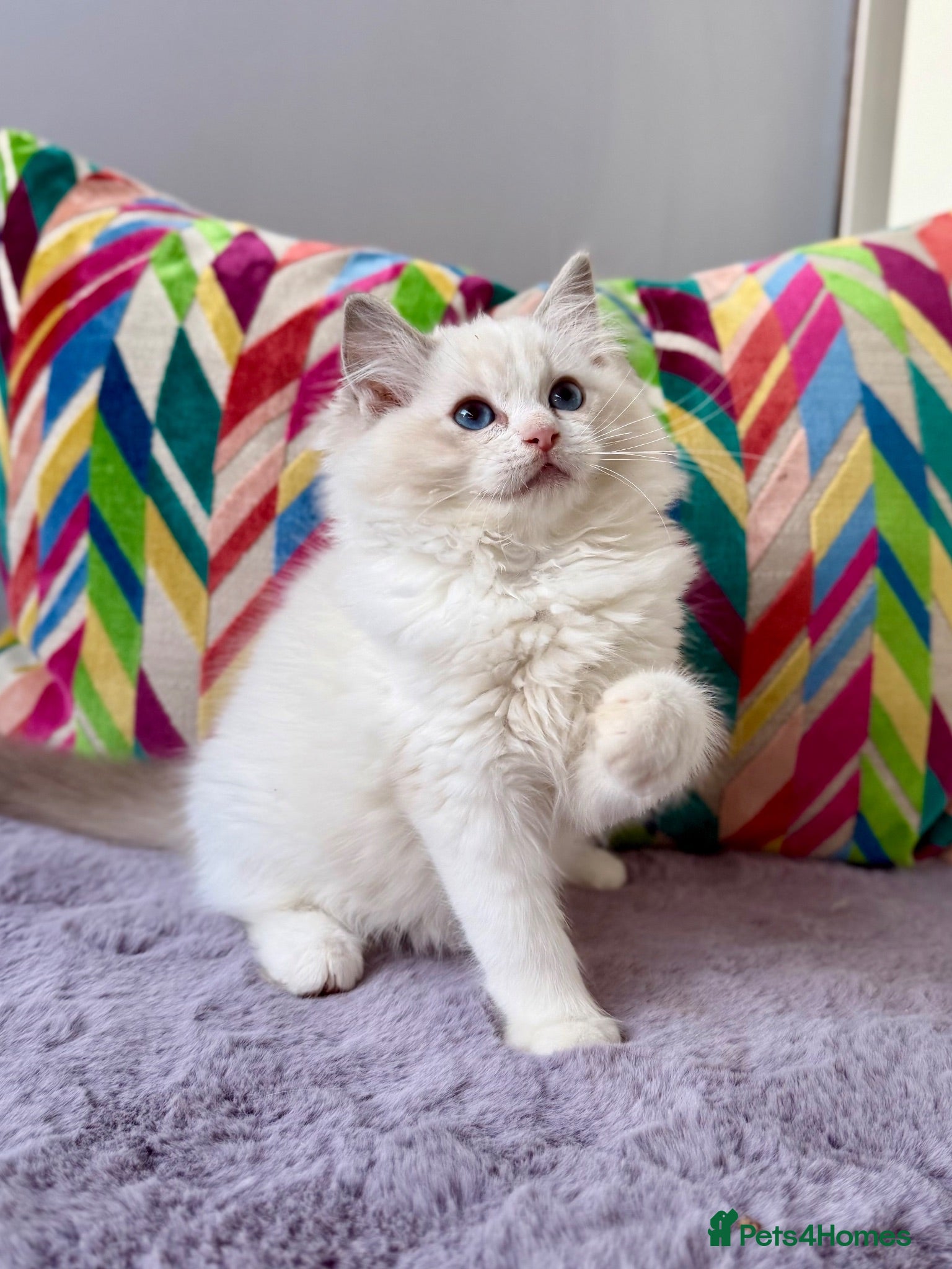 Ragdoll cats TICA registered ragdoll kittens from champions - Advert 1