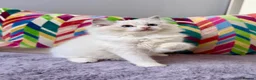 Ragdoll cats for sale: TICA registered ragdoll kittens from champions - Advert 10