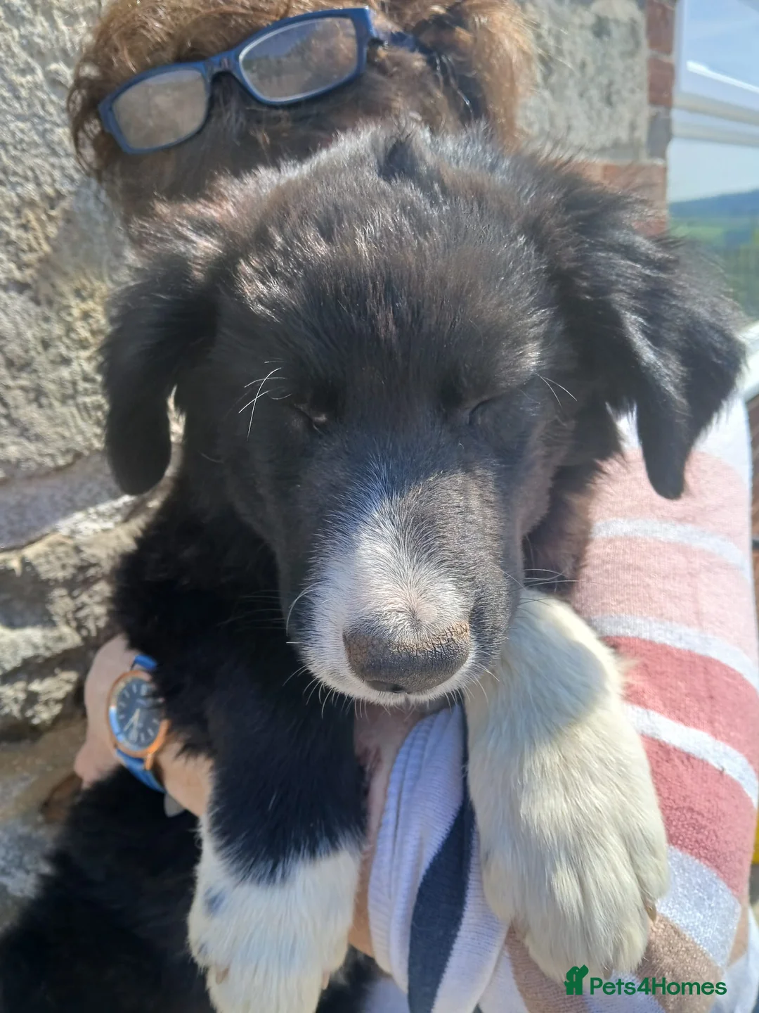 Border Collie dogs for sale: 4 border collies  in York - Advert 2