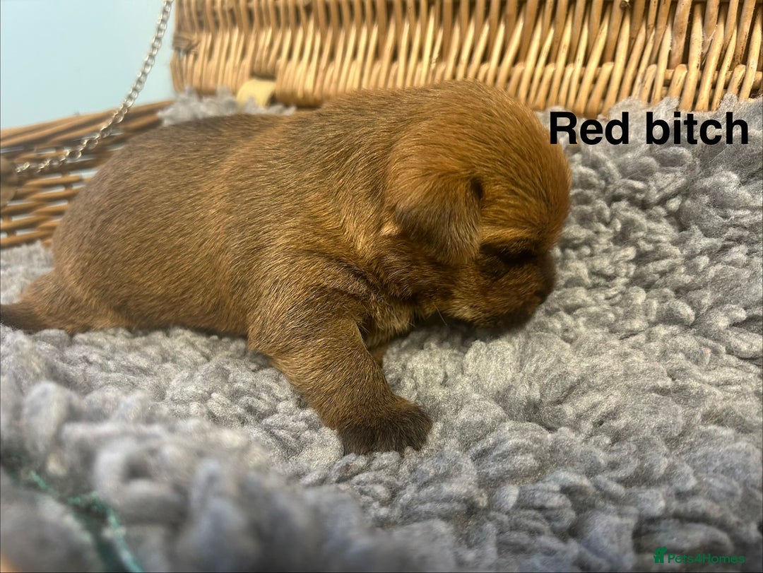 Norfolk Terrier dogs for sale: KC Norfolk terrier puppies  - Advert 11