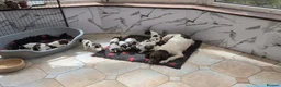 English Springer Spaniel dogs for stud: KC ESS, DNA Clear inc DAMS - Advert 2