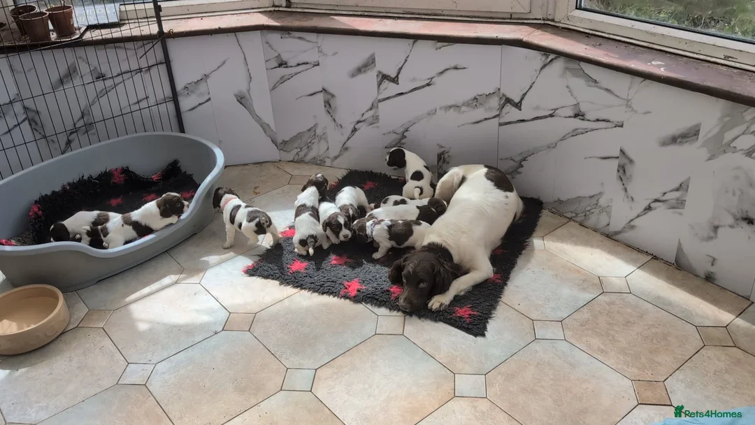 English Springer Spaniel dogs for stud: KC ESS, DNA Clear inc DAMS - Advert 2
