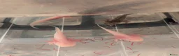 Axolotl reptiles for sale: Beautiful hypo baby Axolotls available last few  - Advert 8