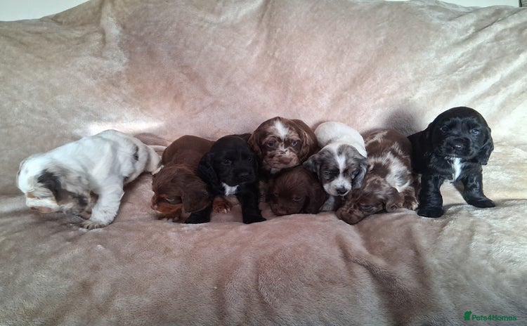 Cocker Spaniel dogs - Advert 16