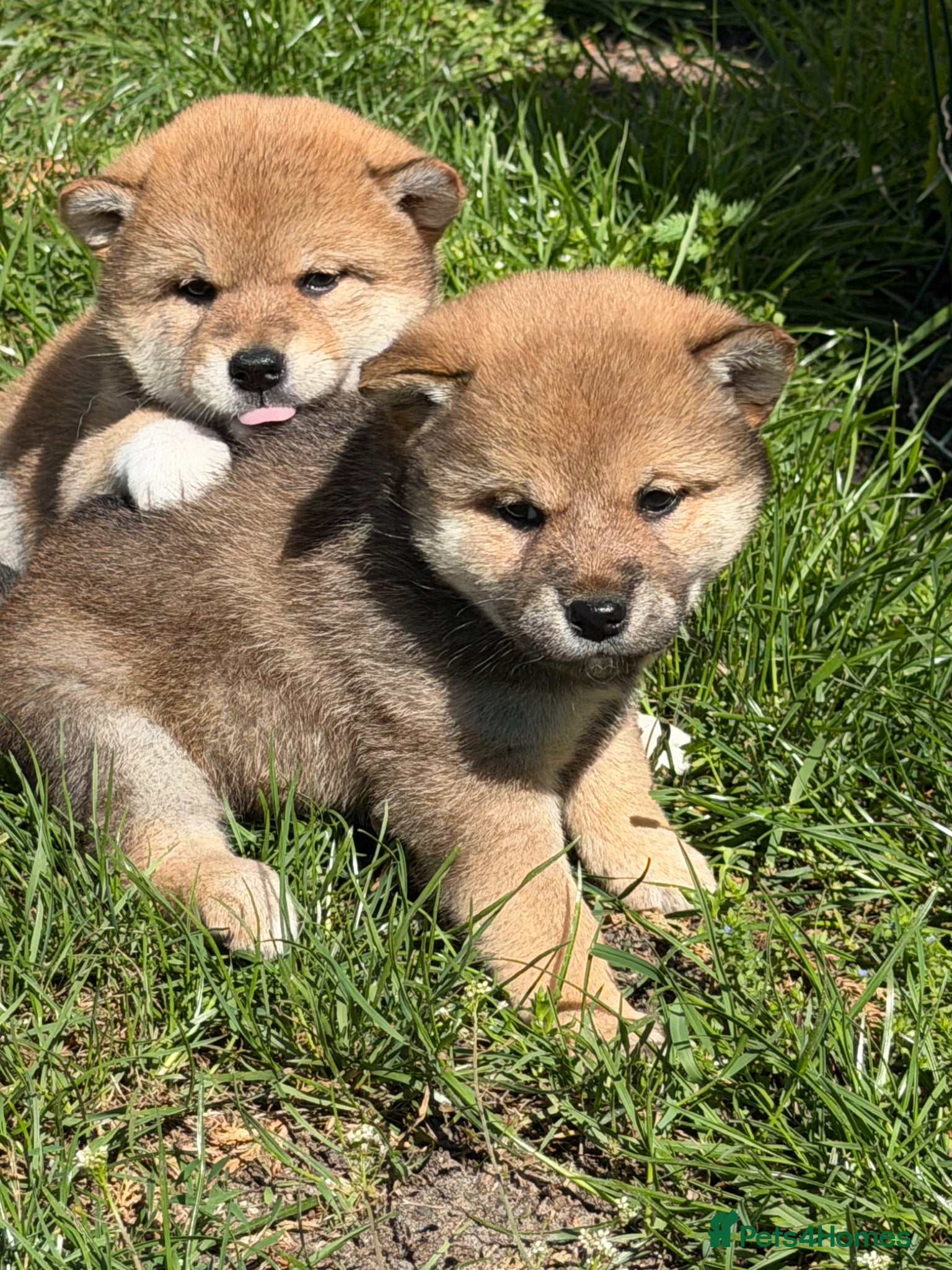 Japanese Shiba Inu dogs Health tested Shiba puppies - Advert 1