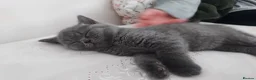 British Shorthair cats for sale: British shorthair kitten  - Advert 3