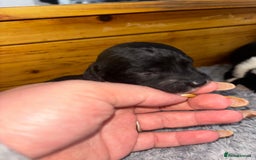 Chinese Crested dogs for sale: Chinese crested powderpuff ready September 12th - Image 30