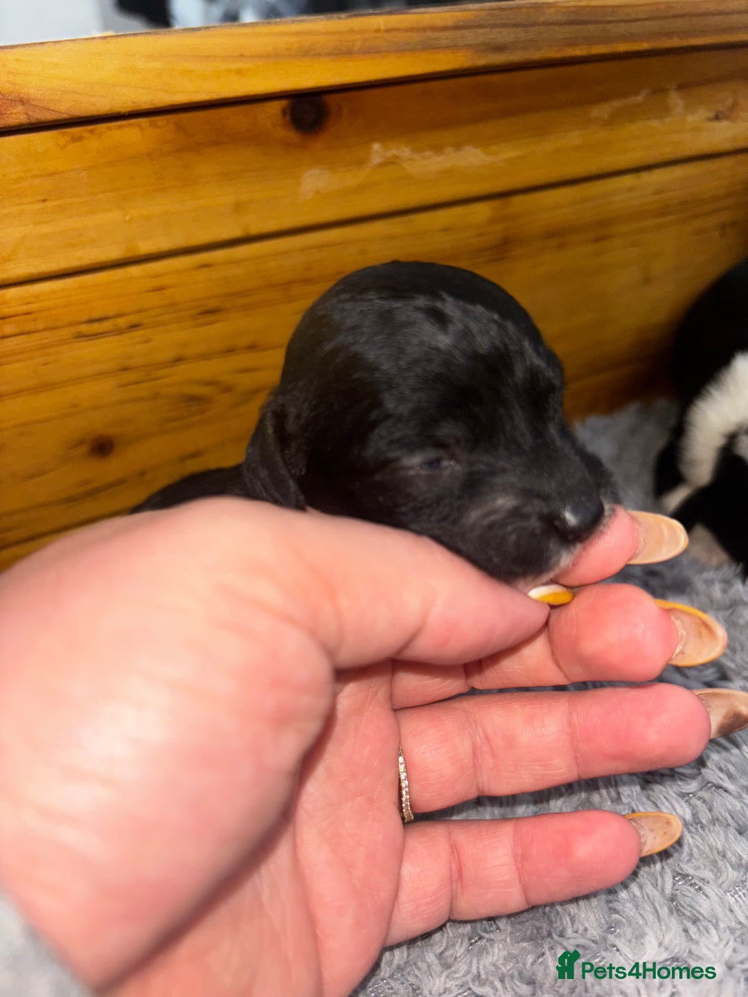 Chinese Crested dogs for sale: Chinese crested powderpuff ready September 12th - Image 30
