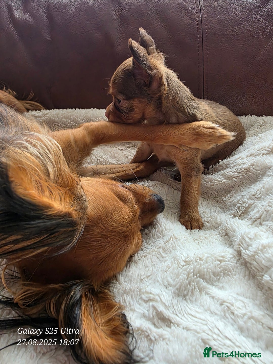 Russian Toy Terrier dogs for sale: Russian Toy Puppies  - Image 8