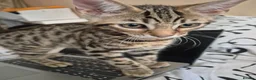 Mixed Breed cats for sale: Cute tabby kitten - Advert 6