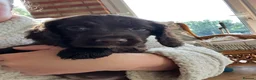 Sprocker dogs for sale: Sprocker pups for sale - Advert 7