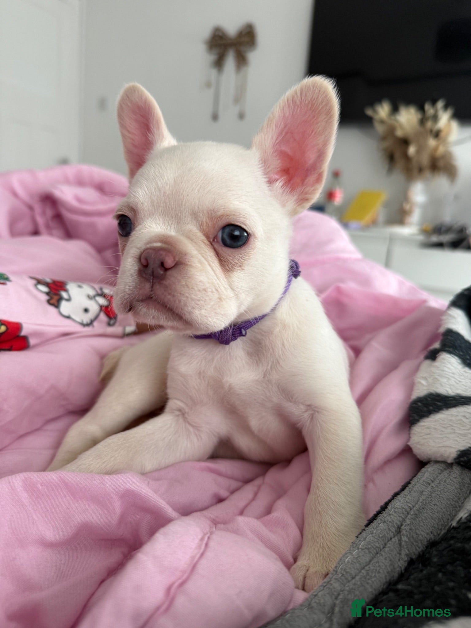 French Bulldog dogs Cream French bulldog girl  - Advert 13