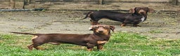 Miniature Dachshund dogs for sale: Female miniature dachshund  - Advert 6