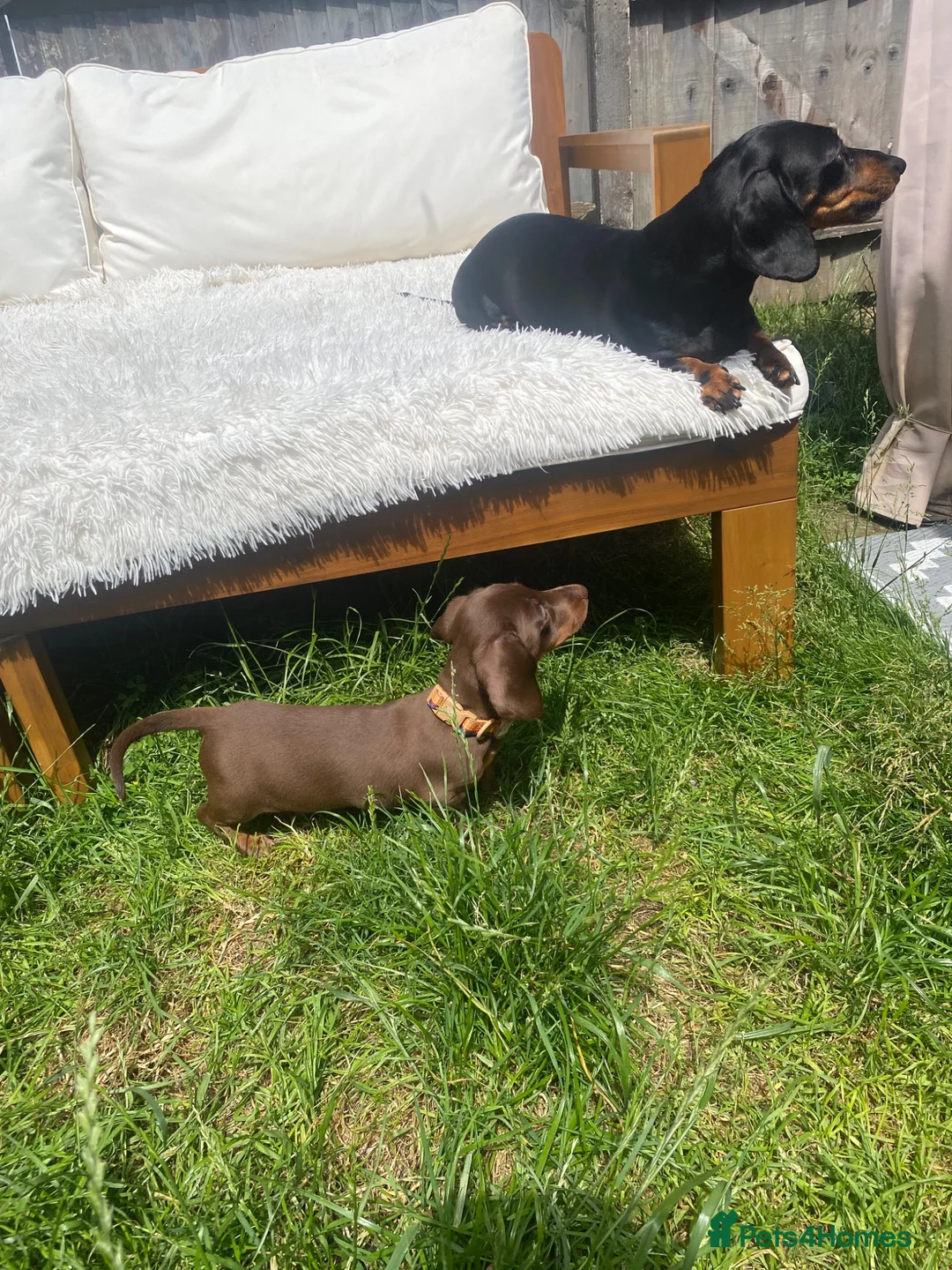Miniature Dachshund dogs for sale: miniature dachshund  14 weeks old  - Advert 2