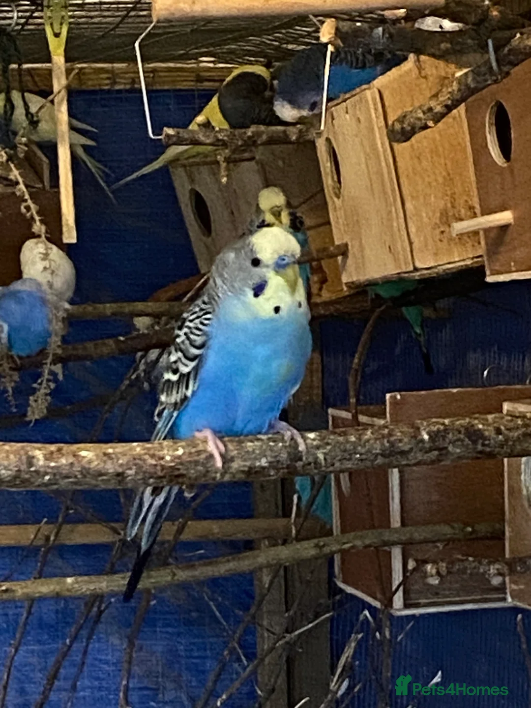 Budgerigars birds for sale: 2 pairs of budgies and 2 spare boys  - Advert 2