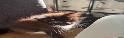 Siamese cats for sale: Beautiful siamese mixed breed kittens - Advert 30