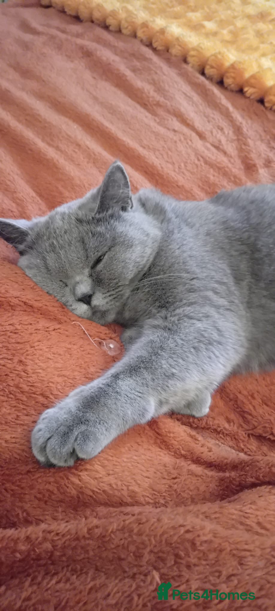 British Shorthair cats Pure breed blue British short hair Active - Advert 1