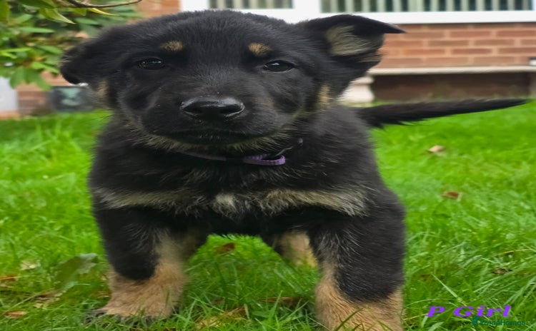German Shepherd dogs - Advert 2