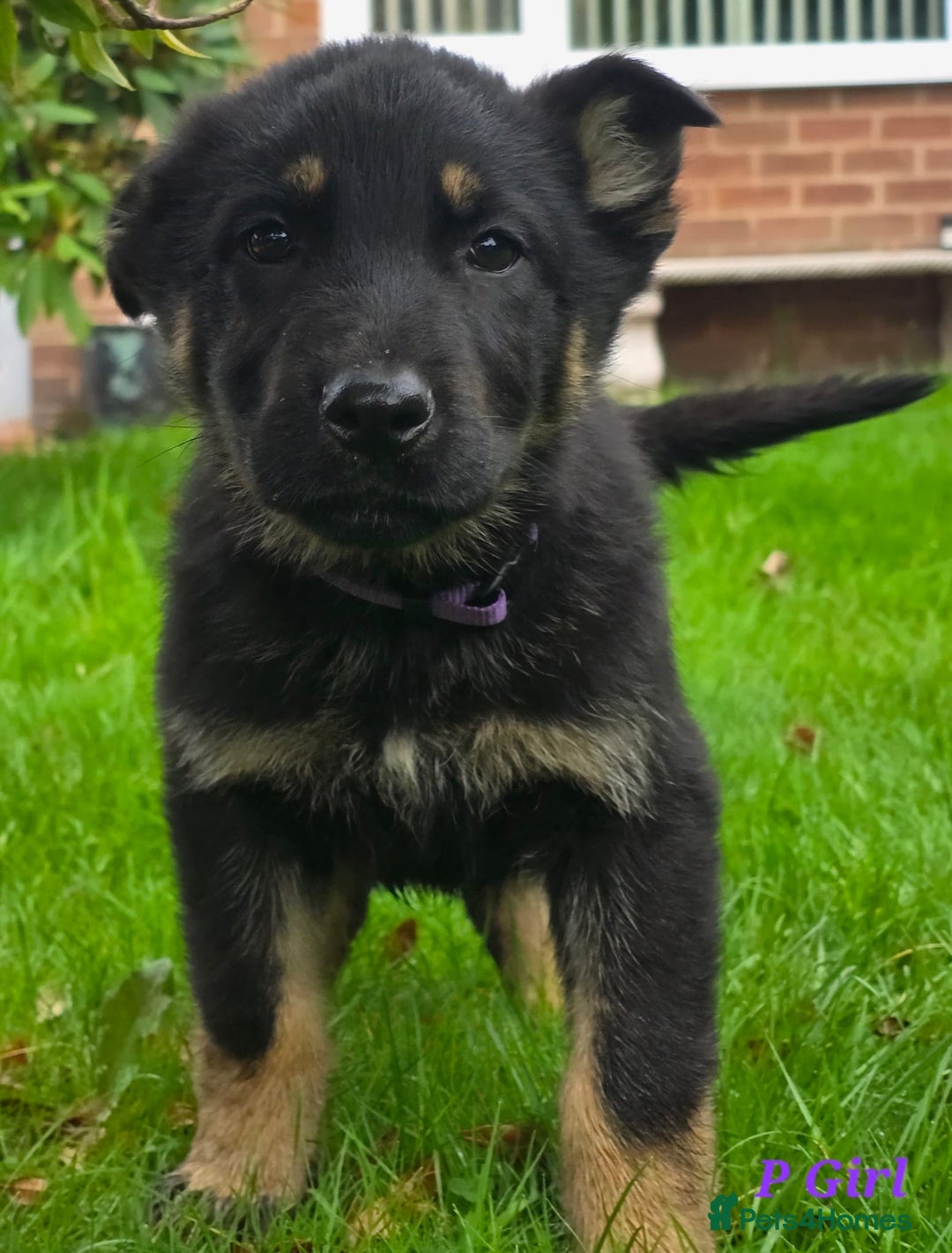 German Shepherd dogs for sale: Beautiful German shepherd puppies  - Image 1