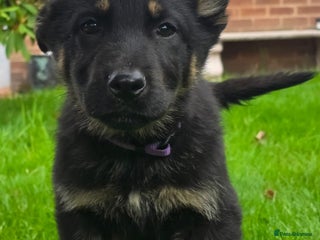 German Shepherd dogs - Advert 4