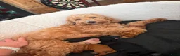 Mixed Breed dogs for sale: Cockapoo × Australian Labradoodle Puppies  in Redruth - Advert 4