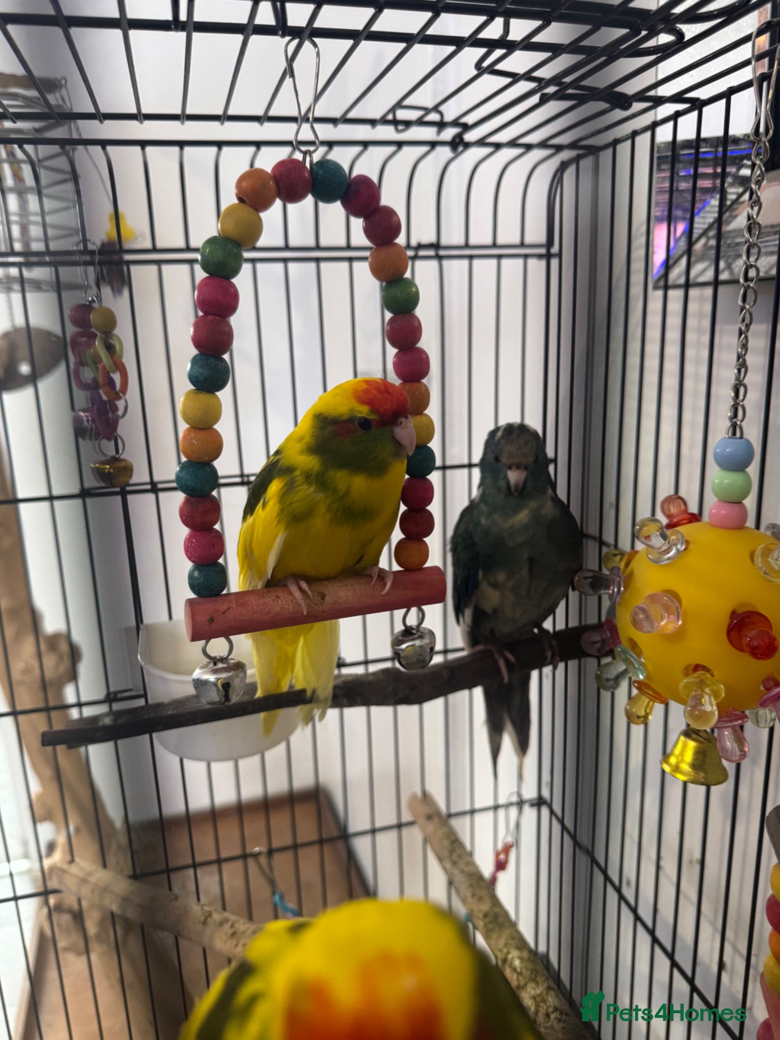 Parakeets birds Kakariki Babies  - Advert 5
