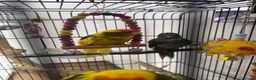 Parakeets birds for sale: Kakariki Babies  - Advert 1