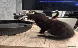 Mixed Breed cats for sale: Friendly kitten - Advert 18