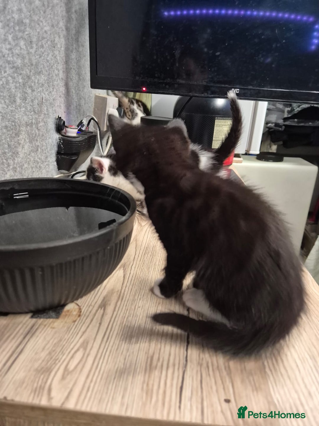 Mixed Breed cats for sale: Friendly kitten - Advert 18