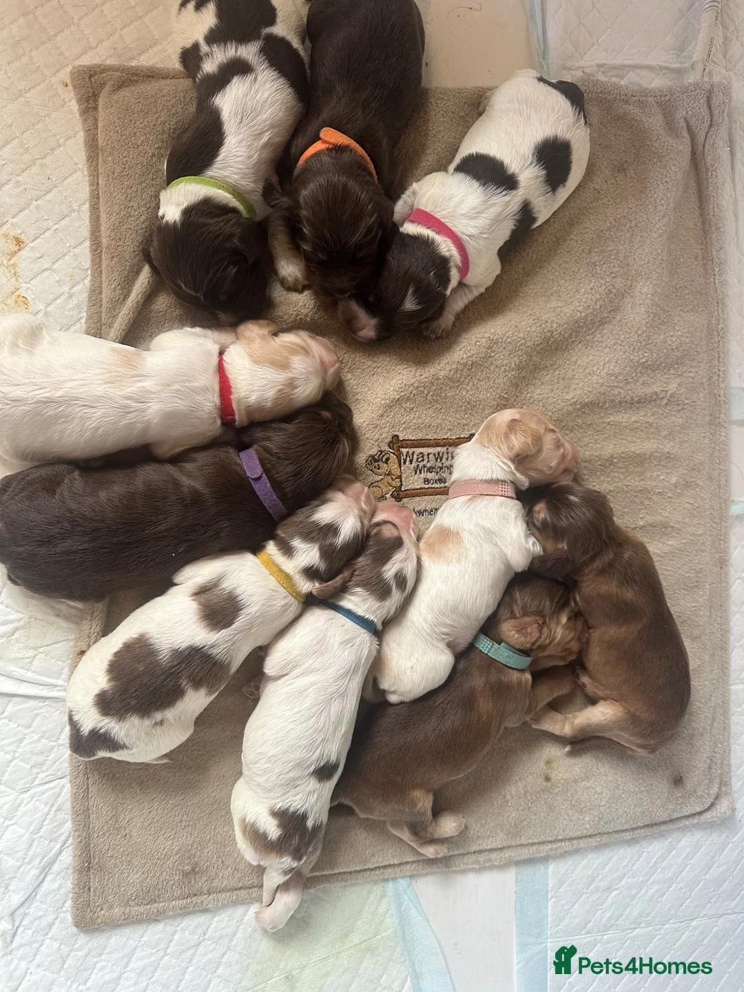Cocker Spaniel dogs for sale: *DNA clear* Show type cocker spaniel puppies - Advert 2