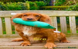 Sprocker dogs for sale: Exceptionally Bred F1 Sprockers from FTCH lines - Image 2